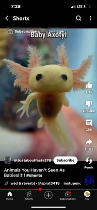 Joe the axolotl