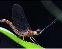 Mayfly
