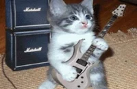 Rockstar kitty