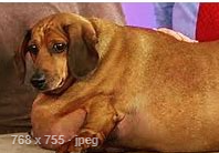 Fat dog