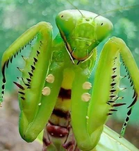 Praying mantis