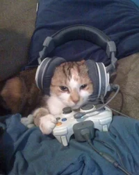 gamer cat