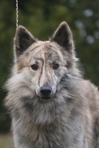 Wolf - 
