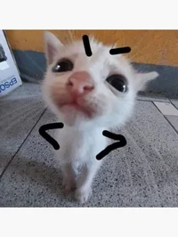 angry kitten