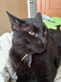 Official black catV1