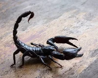Black Scorpion