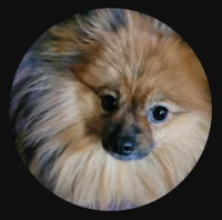 Pomeranian Luky