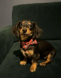 Bentley  -Daschund-