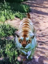 Golden tiger