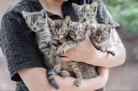 Kitten ambush 