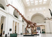 Maximo Titanosaur 