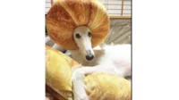 Lord Borzoi