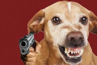 Dog with a Gun
