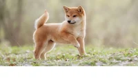 Shiba inu