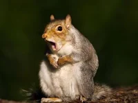 squirrel