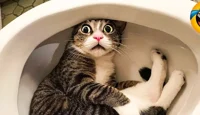 Toilet Cat