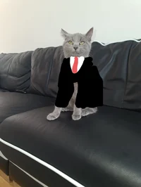 BarMeowObama