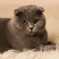 Scottish fold boba