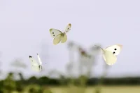 White Butterfly
