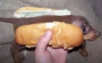 hot dog dog