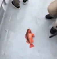 fish is dumb