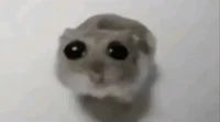 Sad hamster