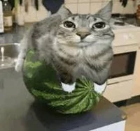 Watermelon Cat