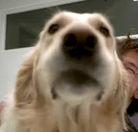 Chica