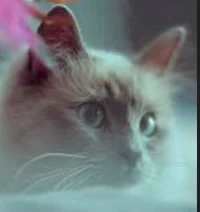 1R - Bakery Coworker