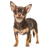chihuahua dog