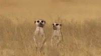 MEERKATS gang