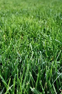 Grass 