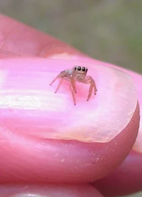 A Very Tiny Spider