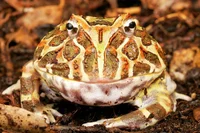 Beelzebufo 