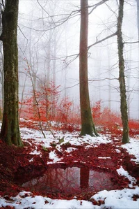 The blood forest