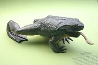 Goliath Frog 