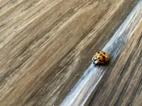 An real life ladybug