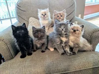 6 adorable kittens