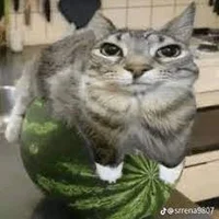 Watermelon cat