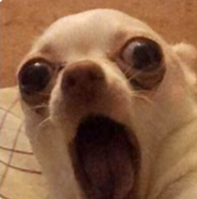 surprised chihuahua