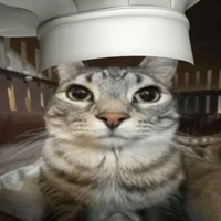 История котиков