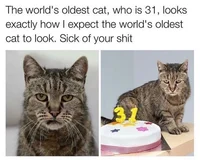 A fucking cat