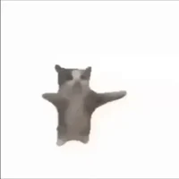 cat is dancing
