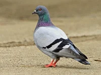 British Pigeon