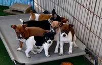 Rat Terrier Puppies
