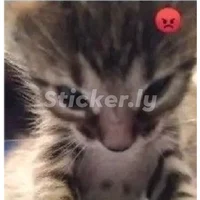 Nini