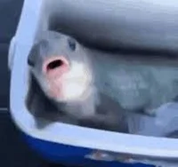 A fish
