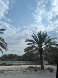 Mayae_12345678901234