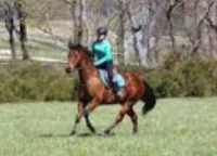 horse rider user UvU