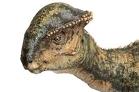Stegoceras